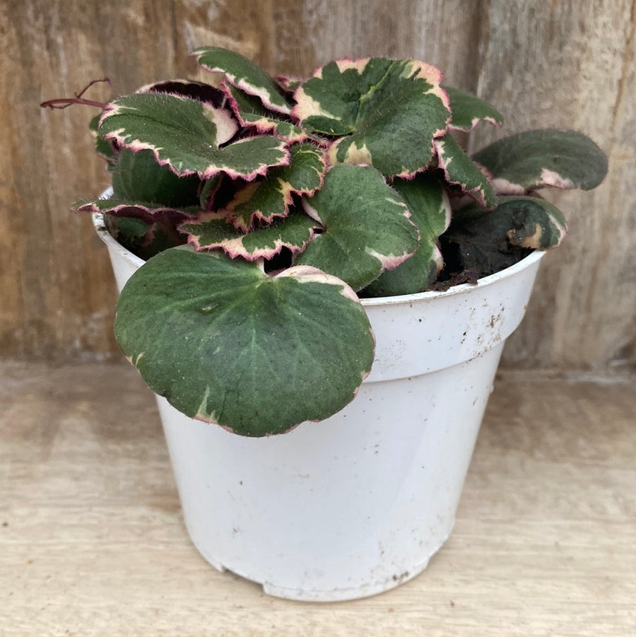 Strawberry Begonia 4"