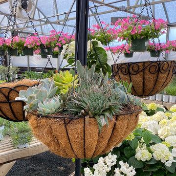 Succulent - Coco Hanging Basket
