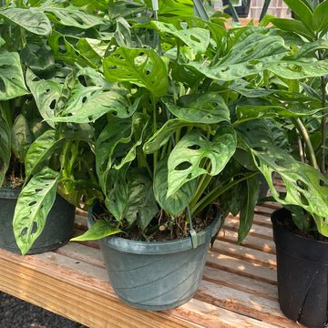 Monstera Adansonii Hanging Basket 8"