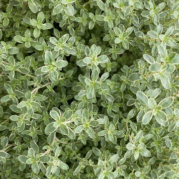 Thyme - Hi Ho Silver