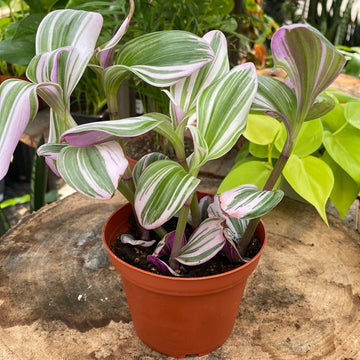 Tradescantia 4"