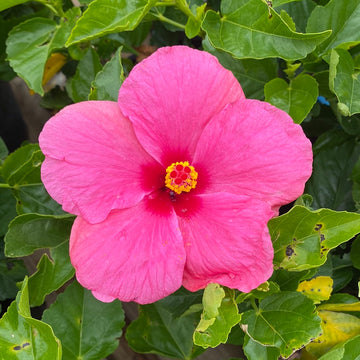 Tropical Hibiscus - Cayman Wind