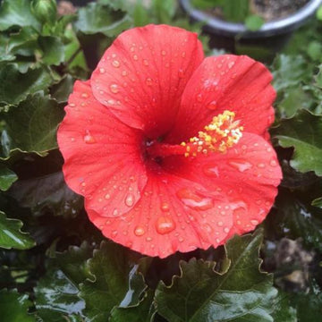 Tropical Hibiscus - Fire Wind