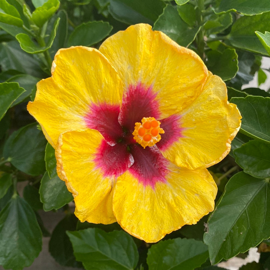 Tropical Hibiscus - Hollywood Rico Suave