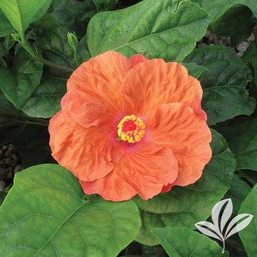 Tropical Hibiscus - Orange Seduction