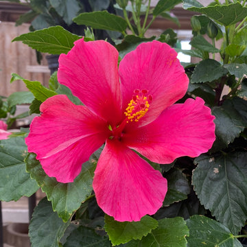 Tropical Hibiscus - Pink Passion Wind