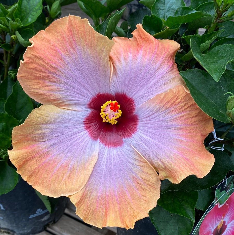 Tropical Hibiscus - Rumrunner