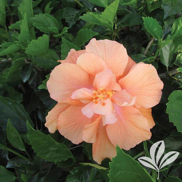 Tropical Hibiscus - Tangerine Dream