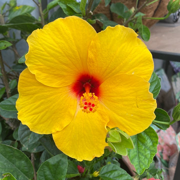 Tropical Hibiscus - Yellow Sunny Wind