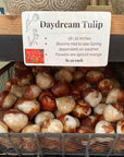 Tulip Darwin Hybrid - Daydream