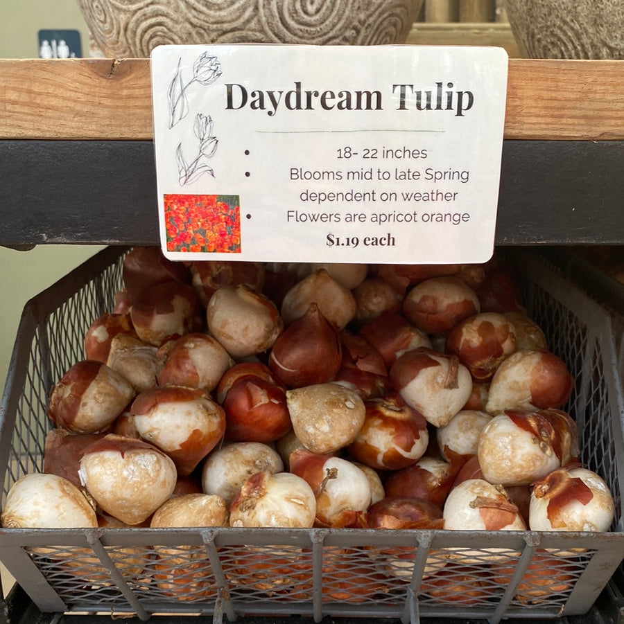 Tulip Darwin Hybrid - Daydream