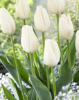 Tulip Darwin Hybrid - White Clouds