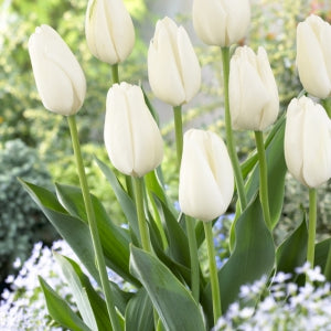 Tulip Darwin Hybrid - White Clouds