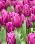 Tulip Triumph - Purple Flag