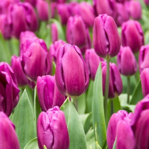 Tulip Triumph - Purple Flag