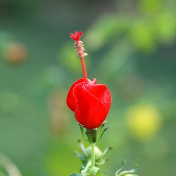 Turk's Cap - Big Momma