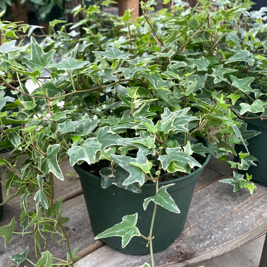 Variegated Hedera Ivy 6"