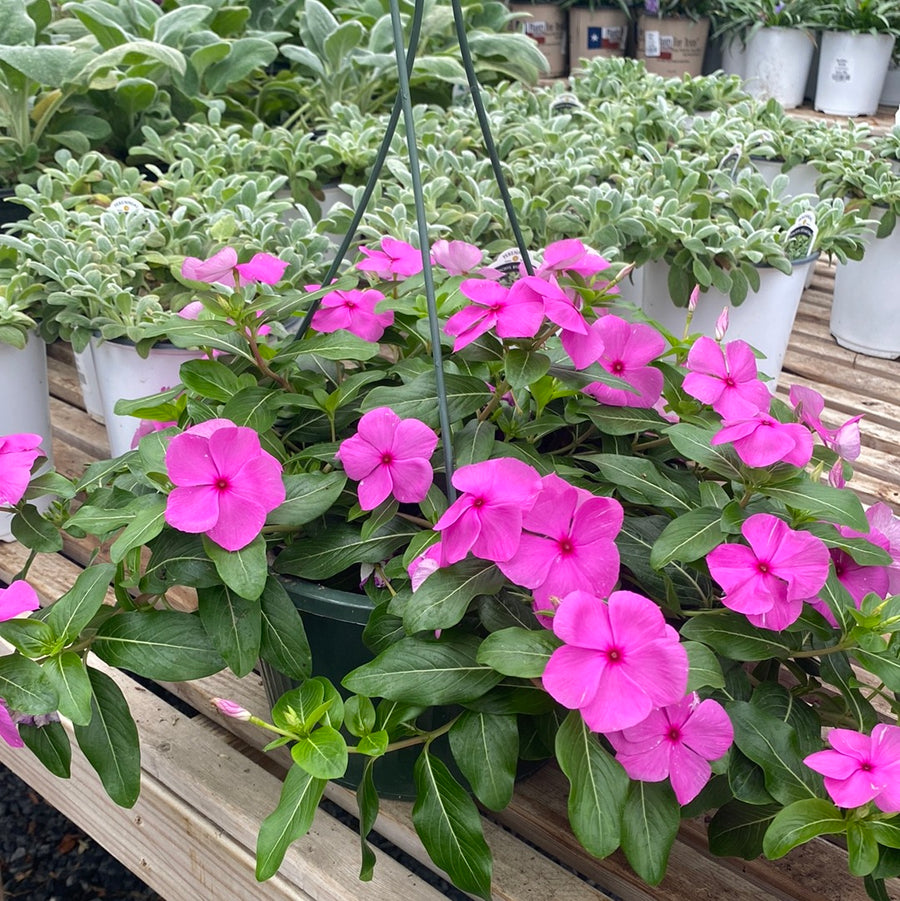 Vinca Cora Cascade Lilac Hanging Basket | Fossil Creek Tree Farm