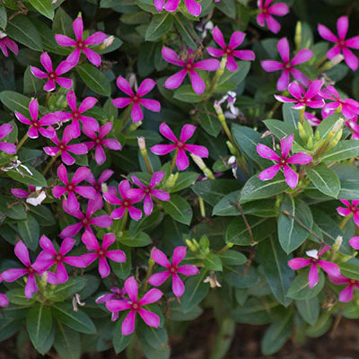 Vinca - Soiree Kawaii Lavender | Fossil Creek Tree Farm