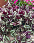 Wandering Jew - Hanging Basket