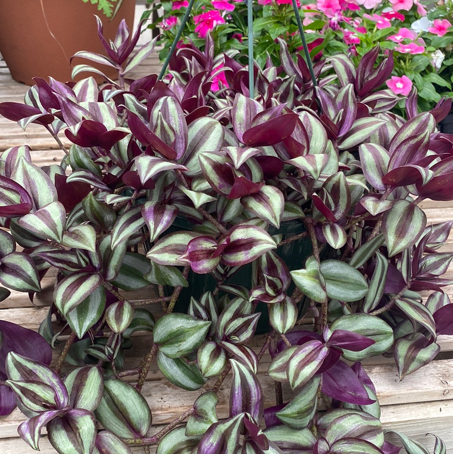 Wandering Jew - Hanging Basket