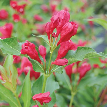 Weigela - Sonic Bloom Red Proven Winners