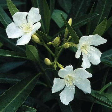 Oleander - White