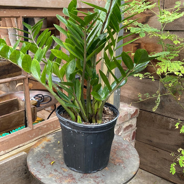 ZZ Houseplant 8"