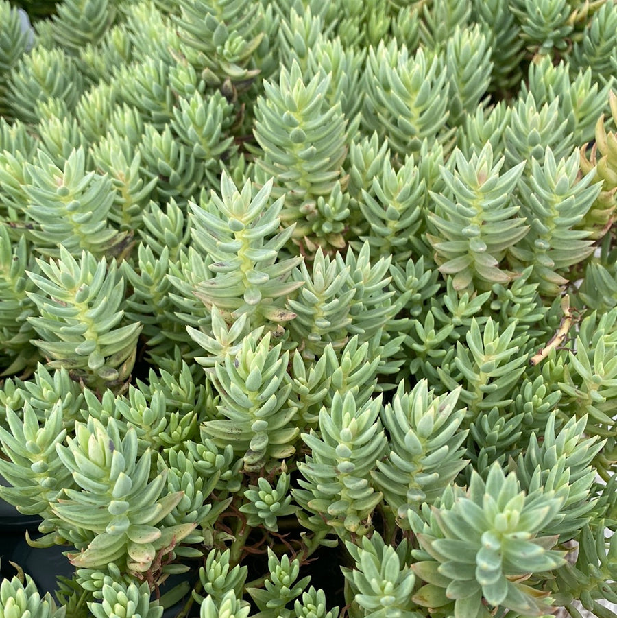 Sedum - Royal Pine