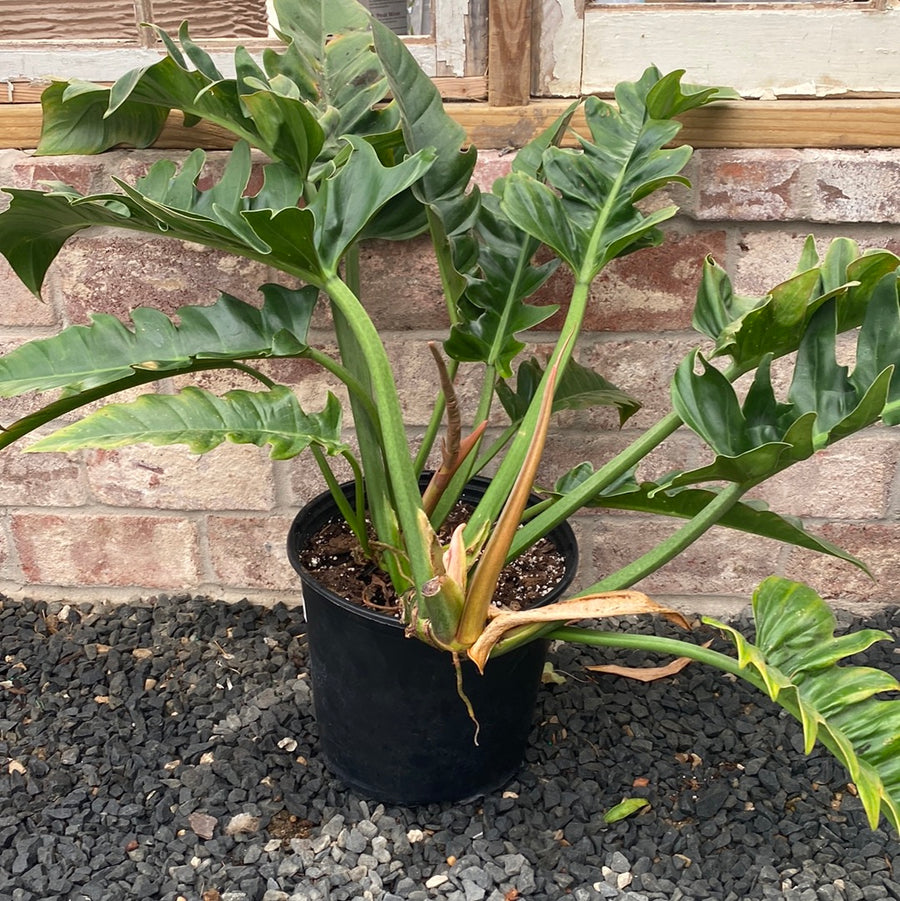 Philodendron Jungle Boogie 10"