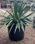 Yucca - Soft Leaf Pendula