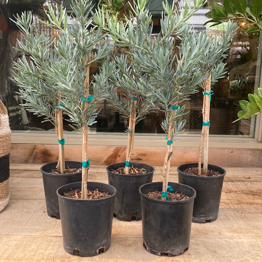 Yew - Blue Podocarpus Patio Tree