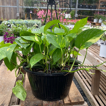 Golden Pothos Ivy Hanging Basket