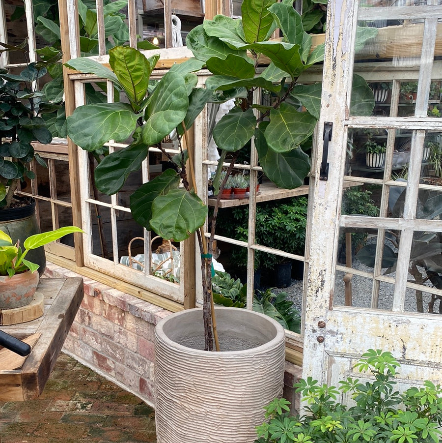Ficus Fiddle Leaf Fig Column 12"