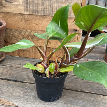 Philodendron White Knight 4"