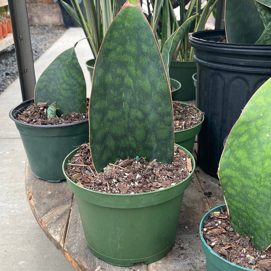 Sansevieria Whale Fin 6"