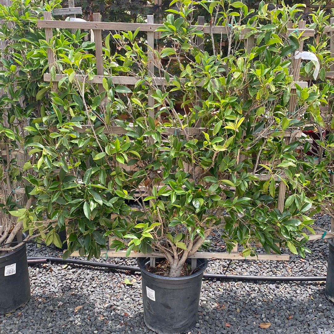 Osmanthus - Sweet Olive Espalier | Fossil Creek Tree Farm