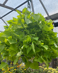 Sweet Potato Vine - Marguerite Hanging Basket