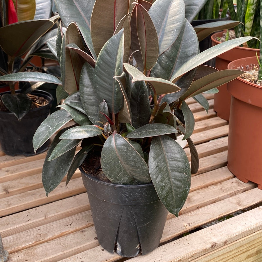 Ficus Ruby Rubber 6"