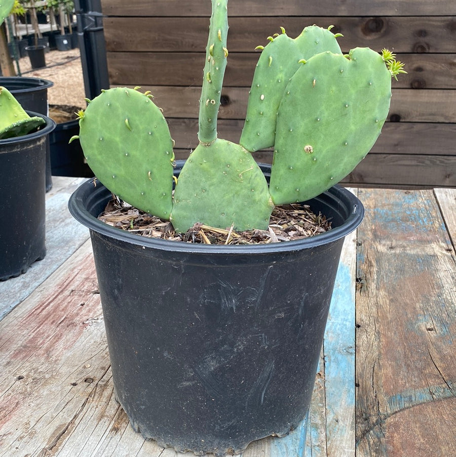 Prickly Pear Cactus - Spineless