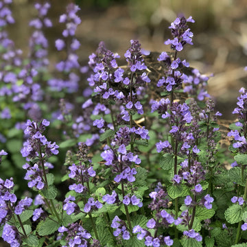 Catmint - Cat's Pajamas Proven Winners