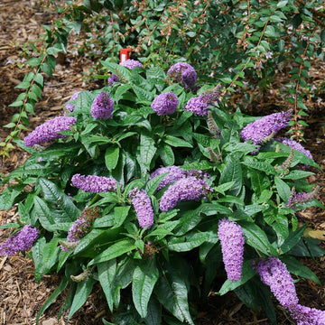 Butterfly Bush - Pugster Amethyst Proven Winners