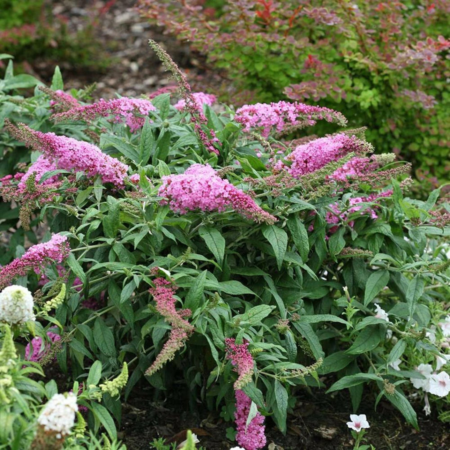 Butterfly Bush - Pugster Pink Proven Winners