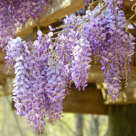 Wisteria - Amethyst Falls