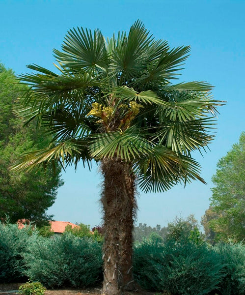 windmill palm tree root system