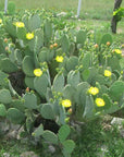Prickly Pear Cactus - Spineless