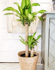 Dracaena Mass Cane 10"