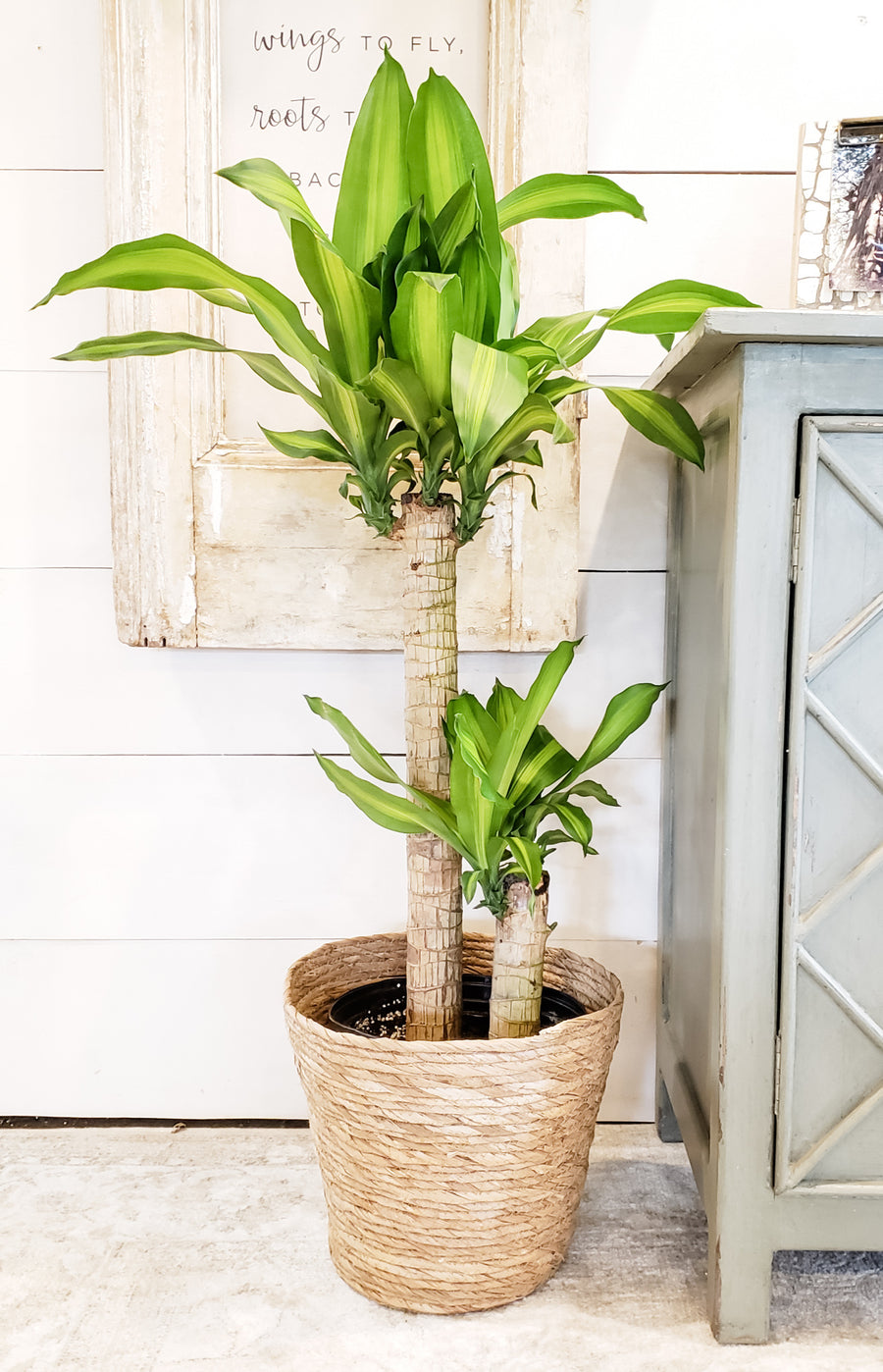 Dracaena Mass Cane 10"