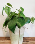 Philodendron Cordatum 6"