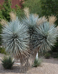 Yucca - Rigida